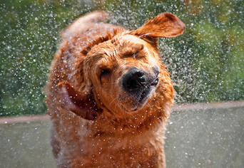 The Key to Success: How Well Do You SHAKE IT OFF? Shake It Off
